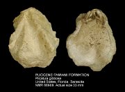 PLIOCENE-TAMIAMI FORMATION Plicatula gibbosa